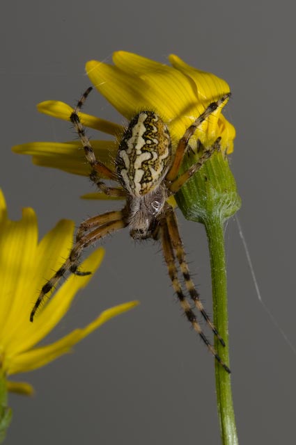 Araneidae vari e Oxyopes sp.